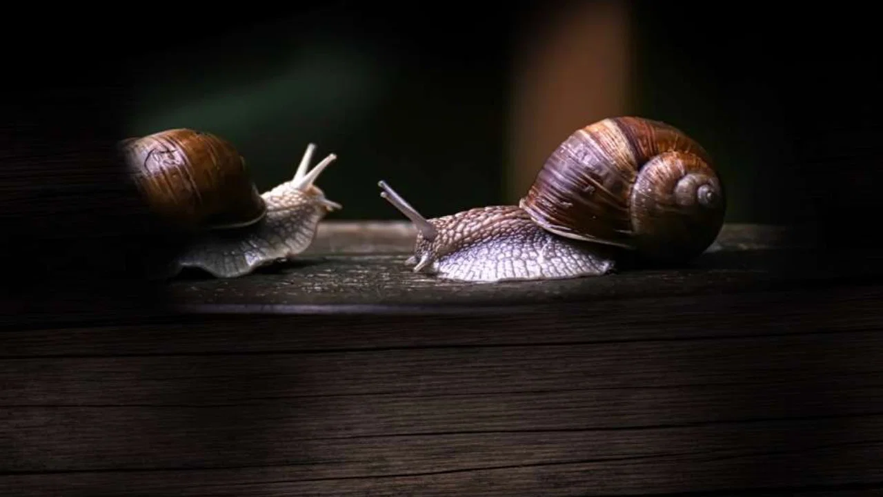Secret World of Mollusks - 剧照