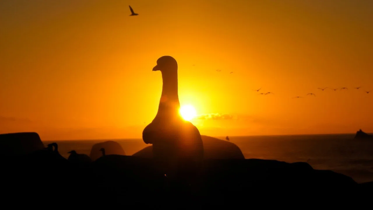 Gannets: The Wrong Side of the Run - 剧照