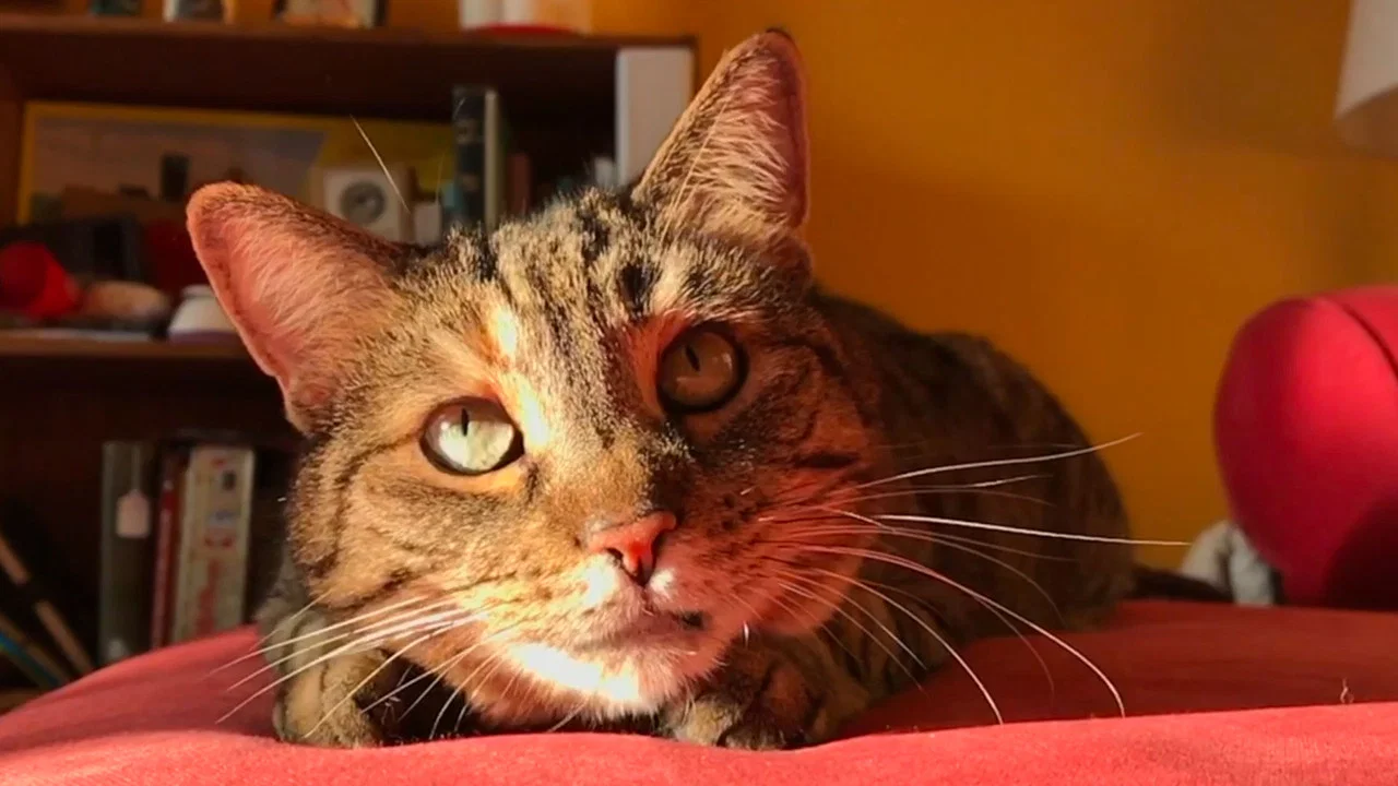 Quarantine Cat Film Festival - 剧照