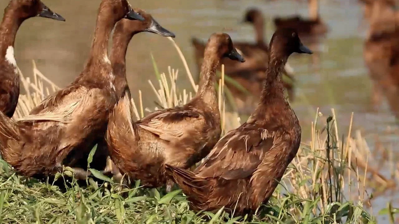 Duck Academy - 剧照