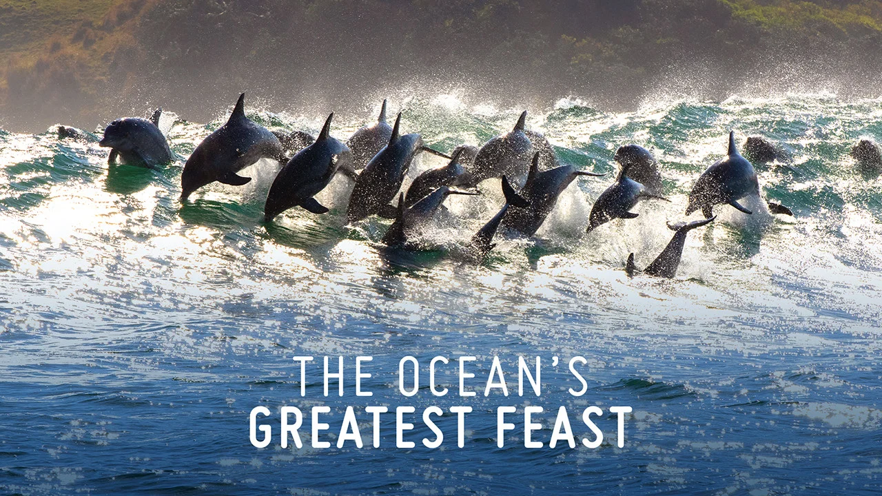 The Ocean&rsquo;s Greatest Feast - 剧照