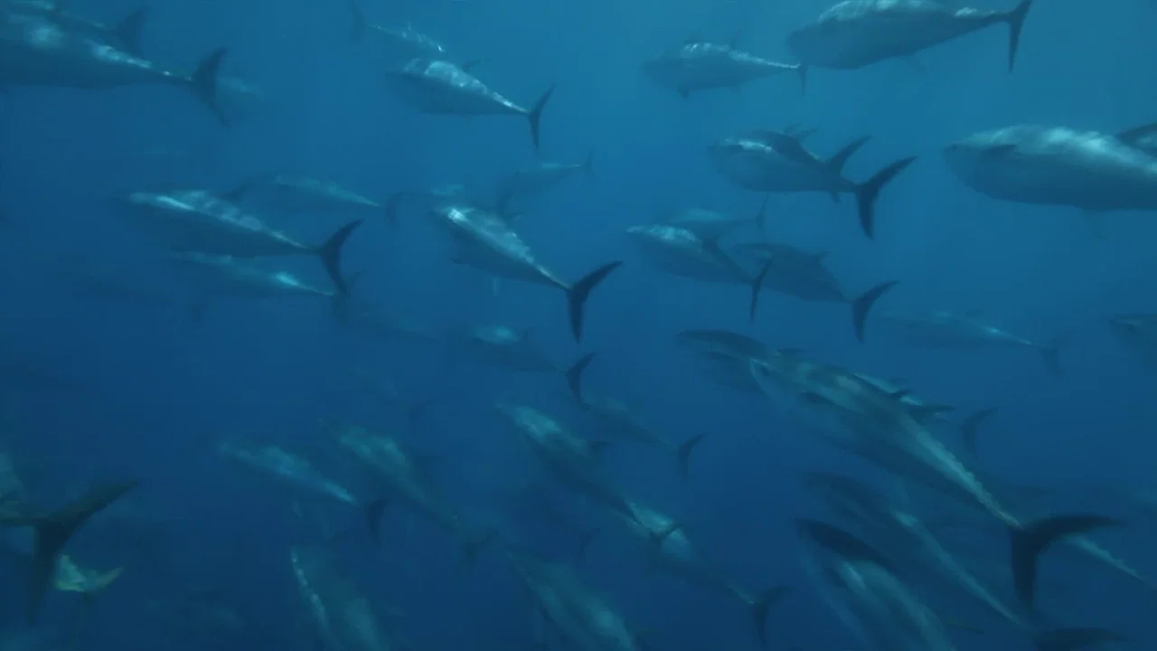 Superfish: Bluefin Tuna - 剧照