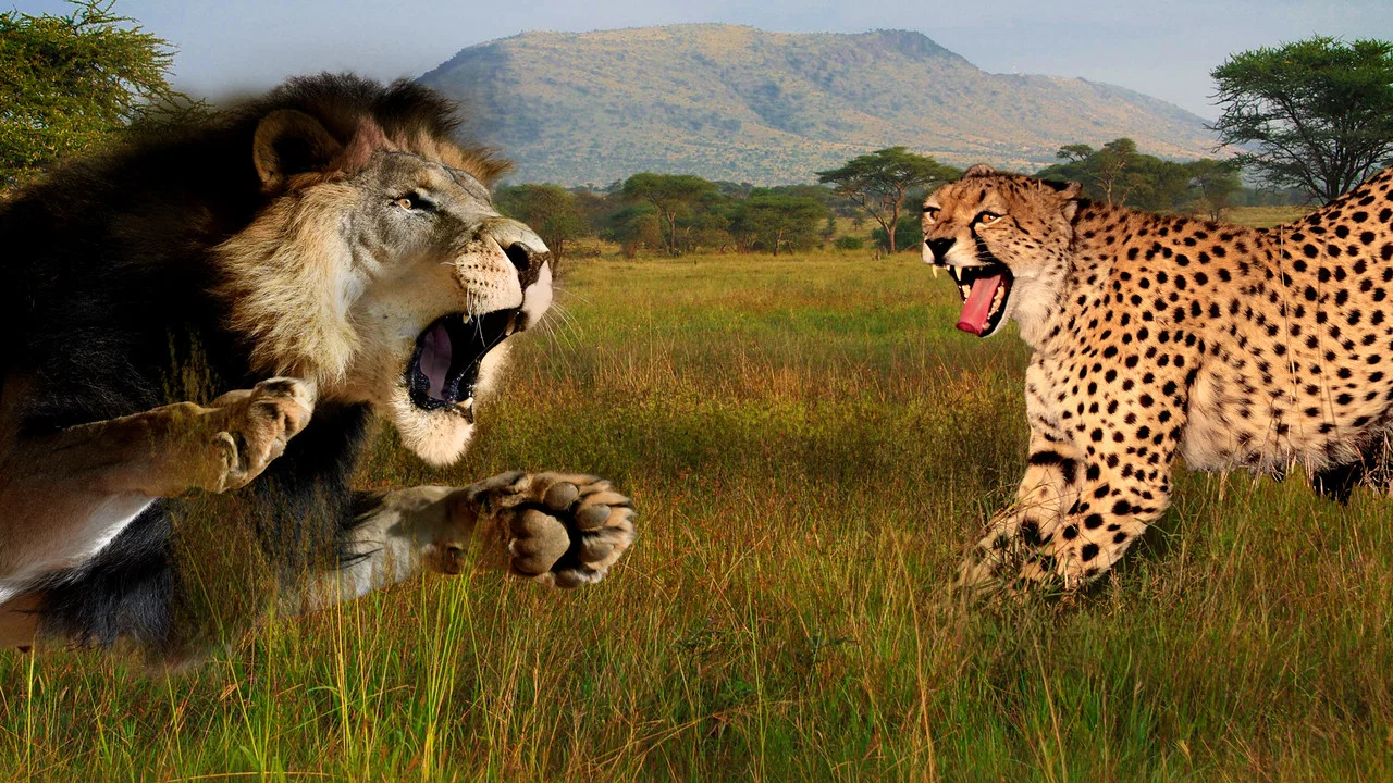 Cat Wars: Lion vs. Cheetah - 剧照