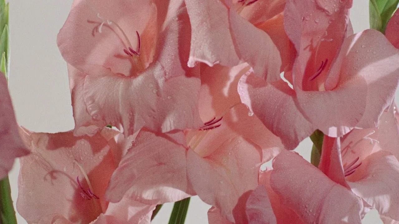 Diptyque - 剧照