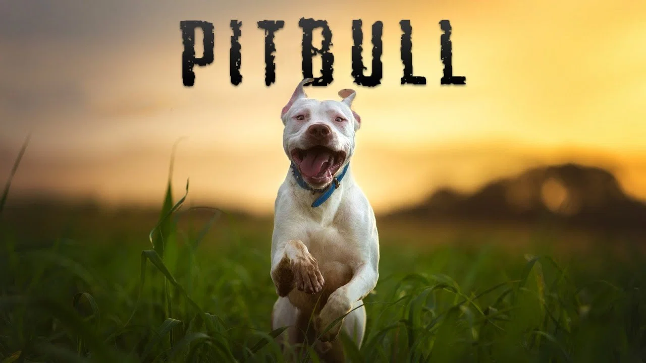 Pitbull - 剧照