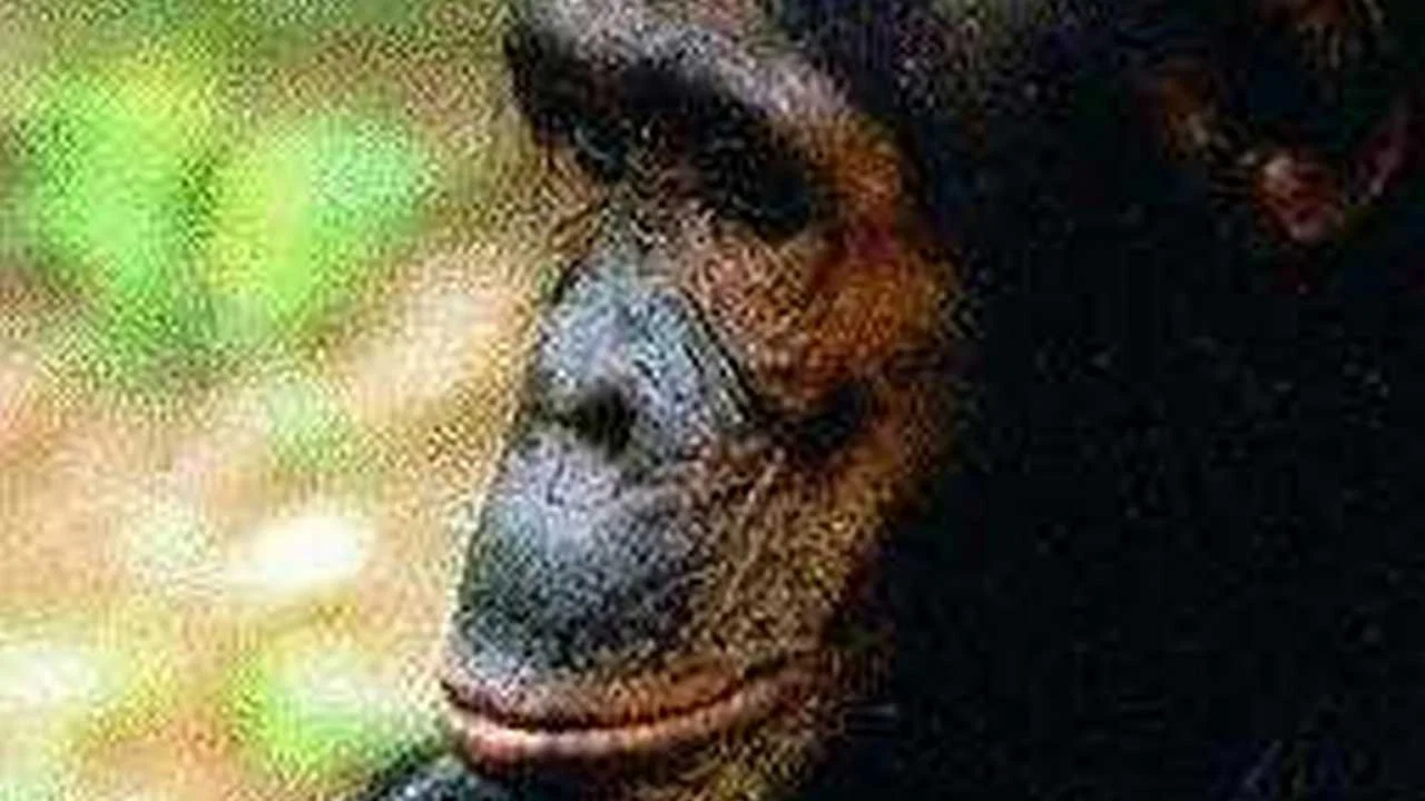 People of the Forest: The Chimps of Gombe - 剧照