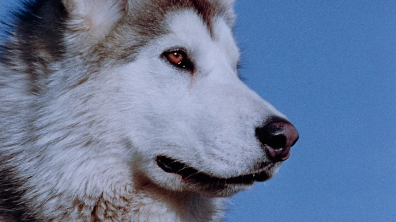 Nikki, Wild Dog of the North - 剧照