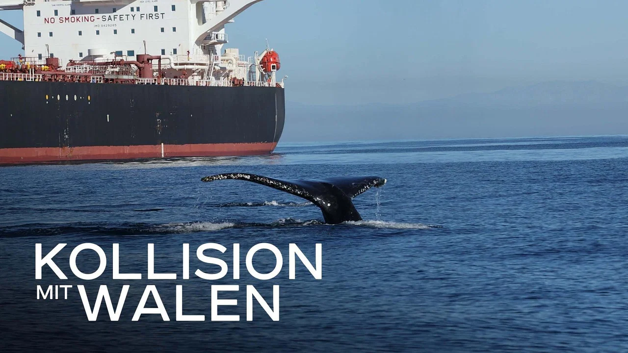 Collision - 剧照