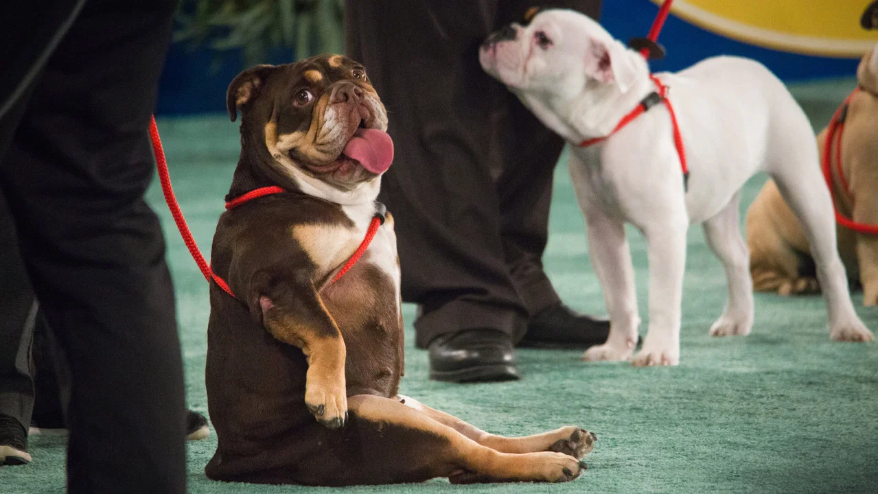 The 2018 American Rescue Dog Show - 剧照