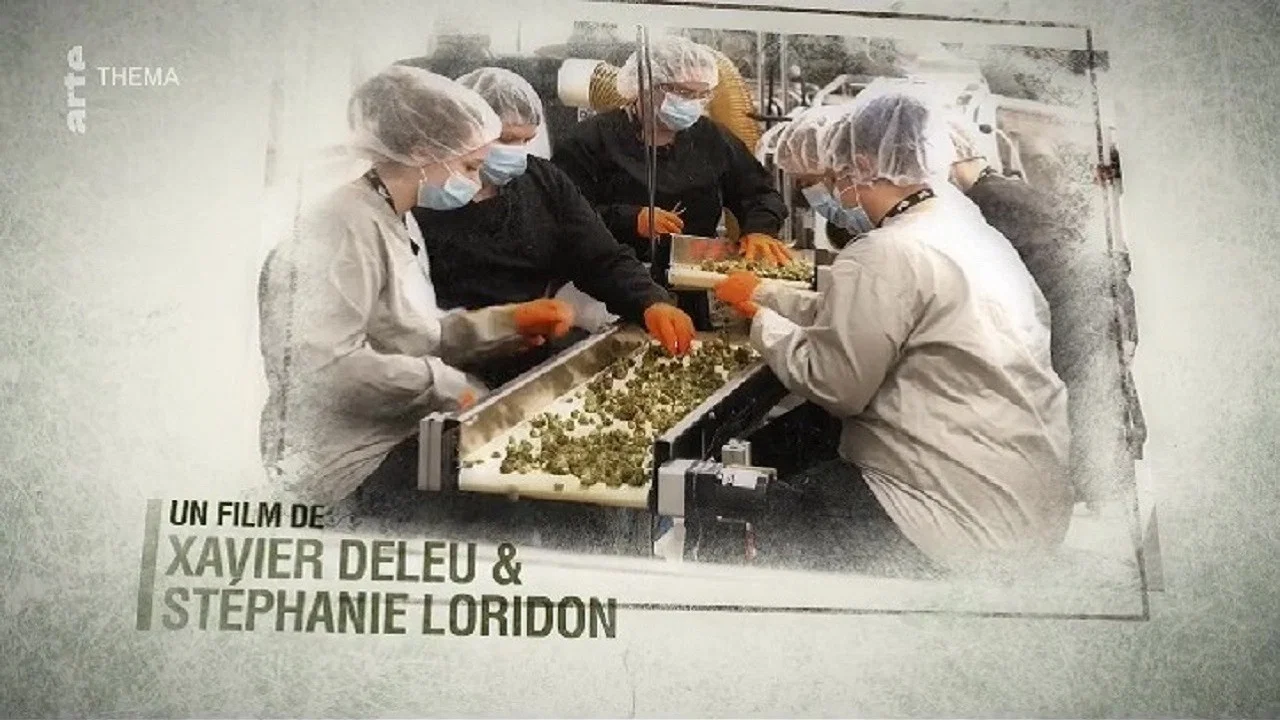 Cannabis : quand le deal est l&eacute;gal - 剧照
