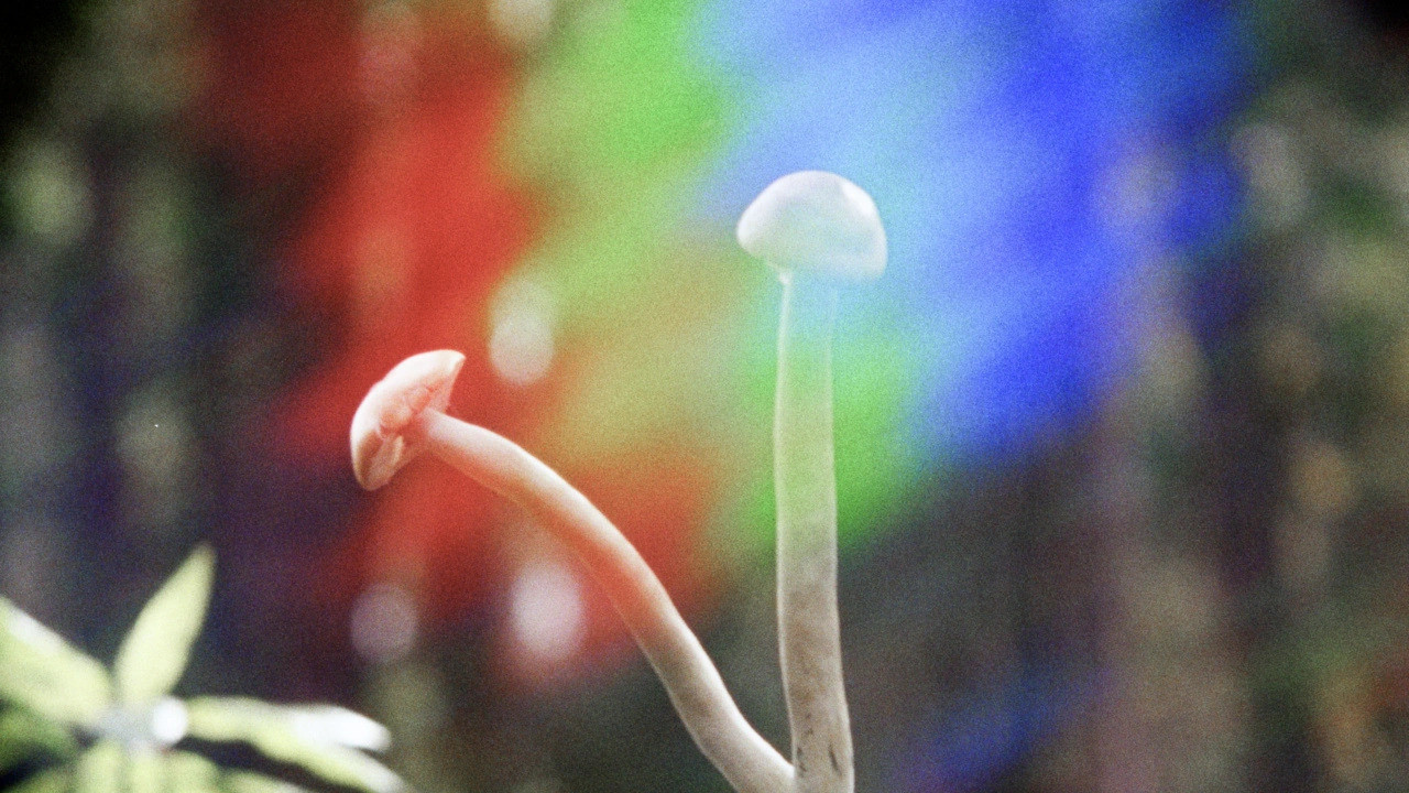 Shrooms - 剧照