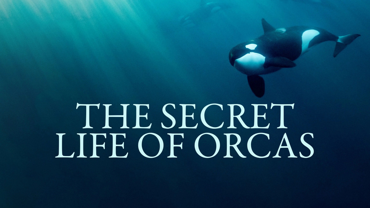 Orcas - Life in Black and White - 剧照