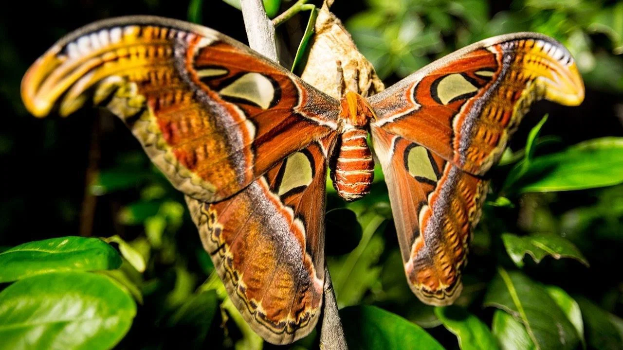 Incredible Insects - 剧照