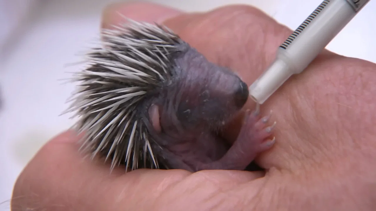Year of the Hedgehog - 剧照
