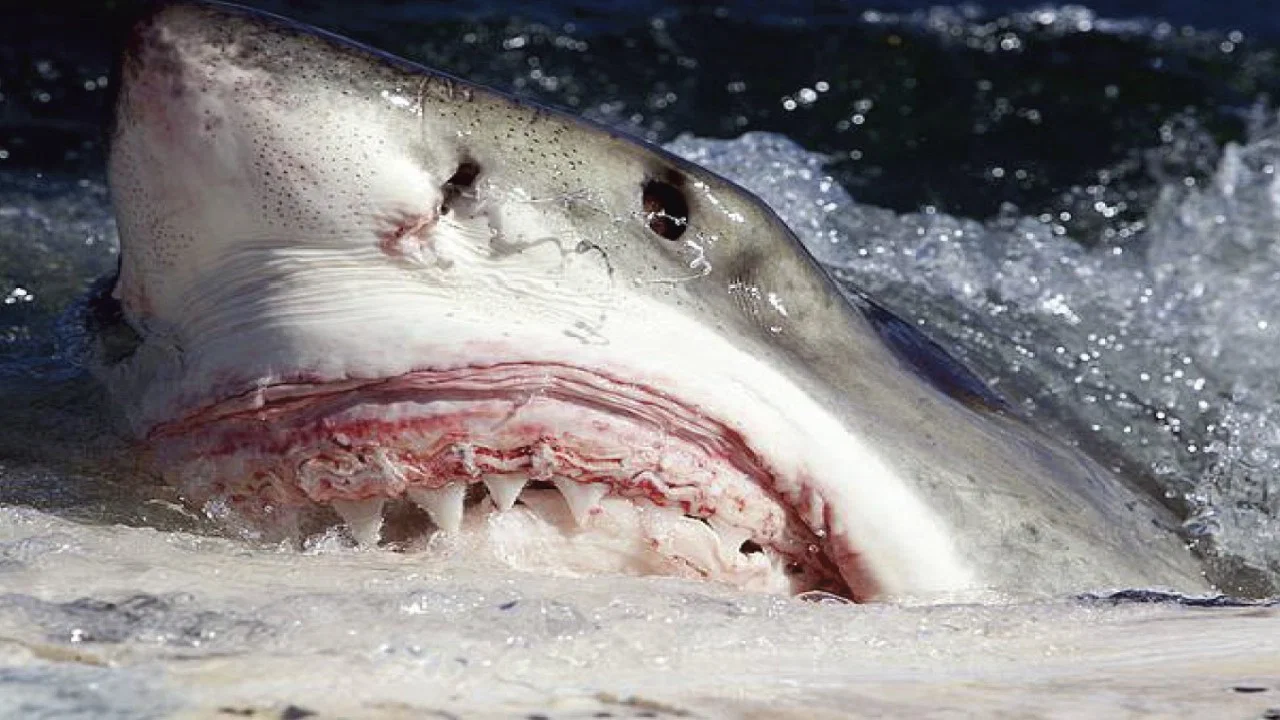 Killer Sharks: The Attacks of Black December - 剧照