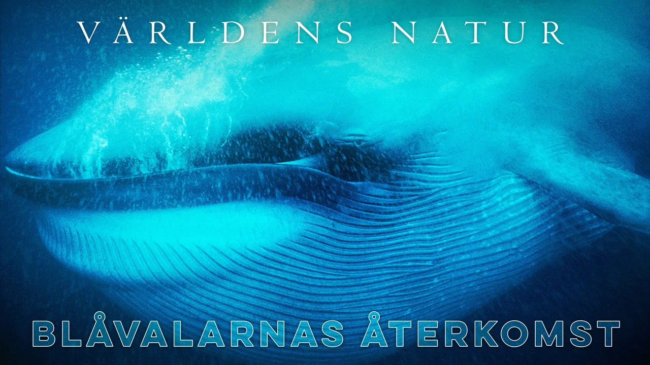 Blue Whales: Return of the Giants - 剧照