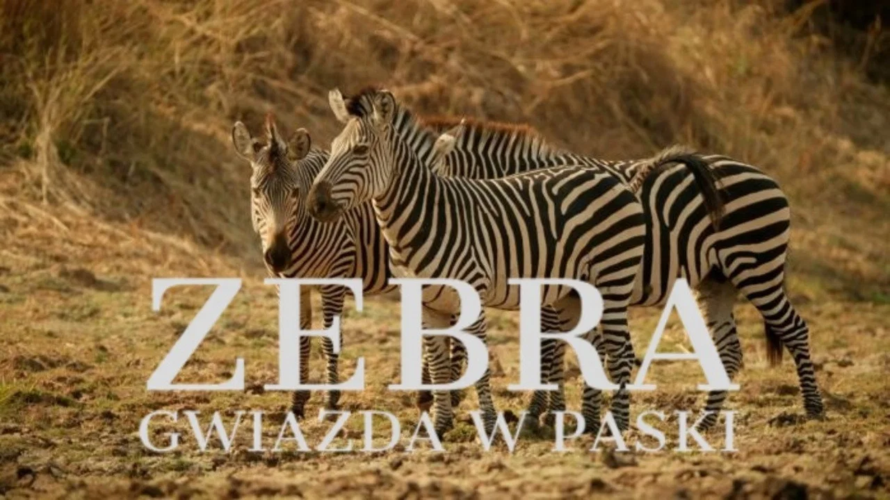 Zebras of the Serengeti - 剧照