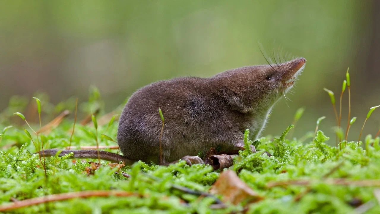 Super Small Animals - 剧照