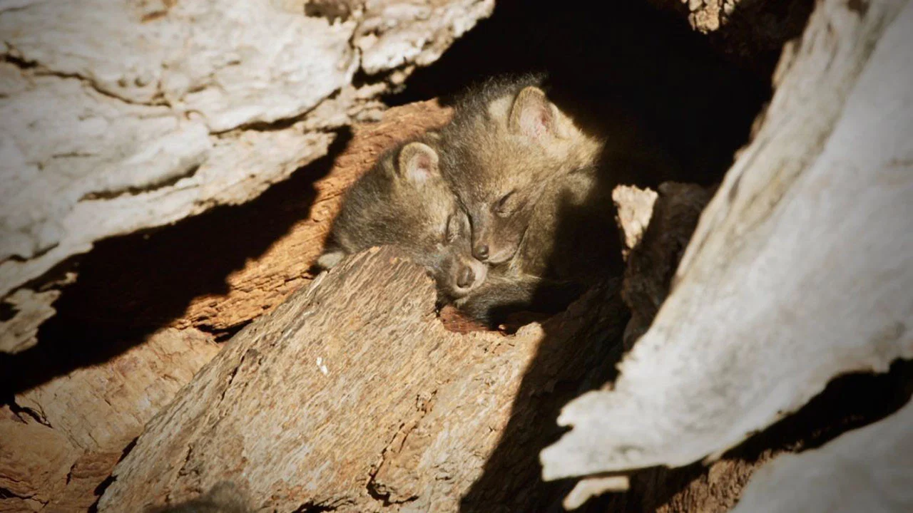 Back from the Brink: Saved from Extinction - 剧照