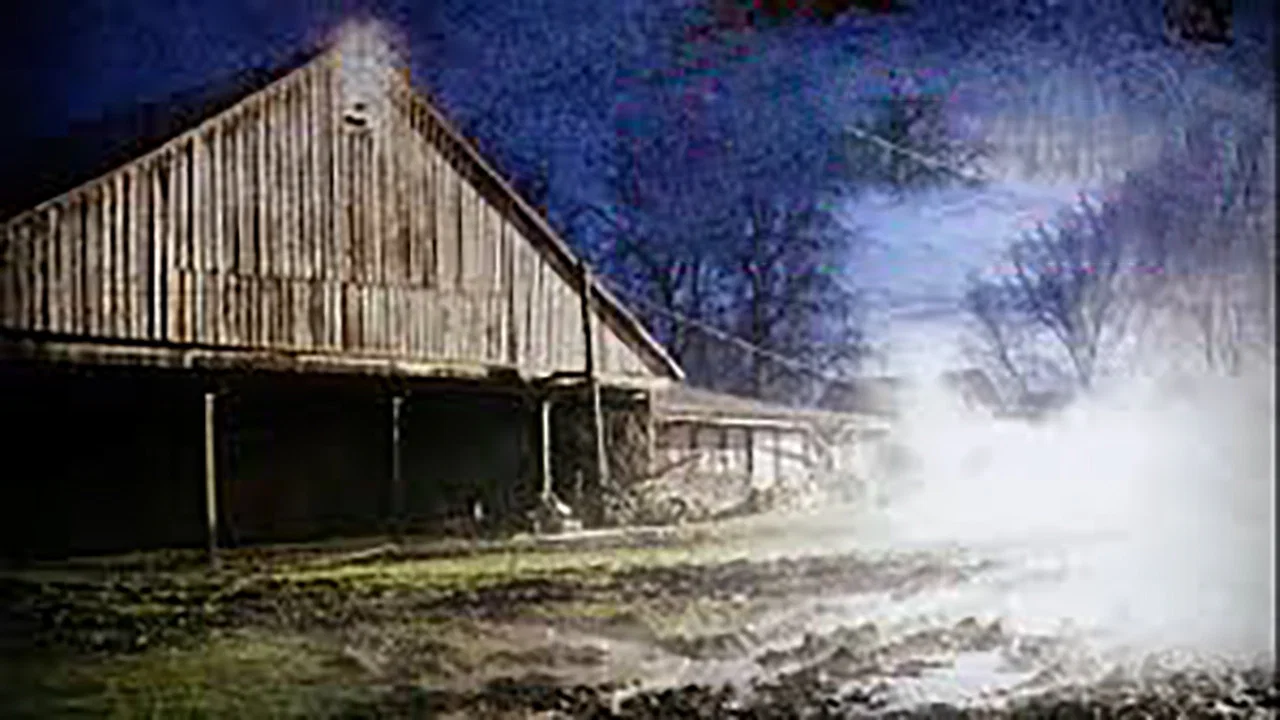 The Pig Farm - 剧照