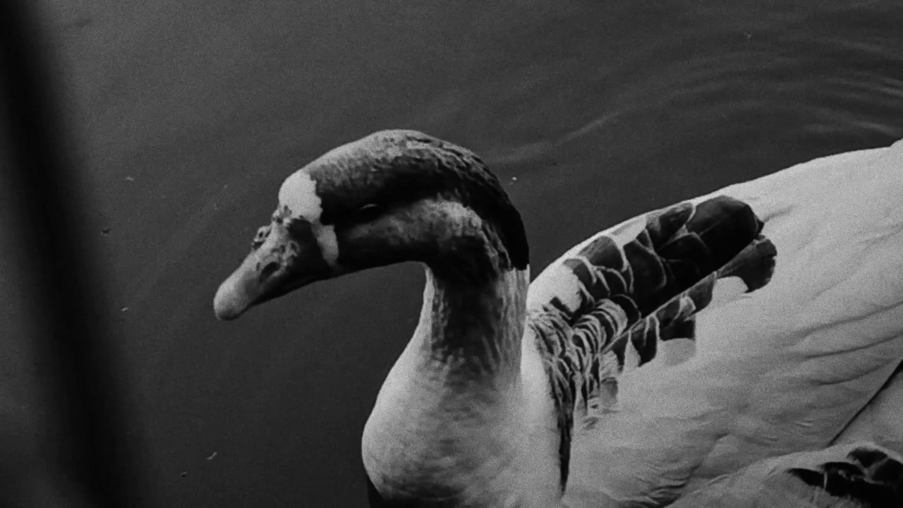 &ldquo;Quack&rdquo; - 剧照