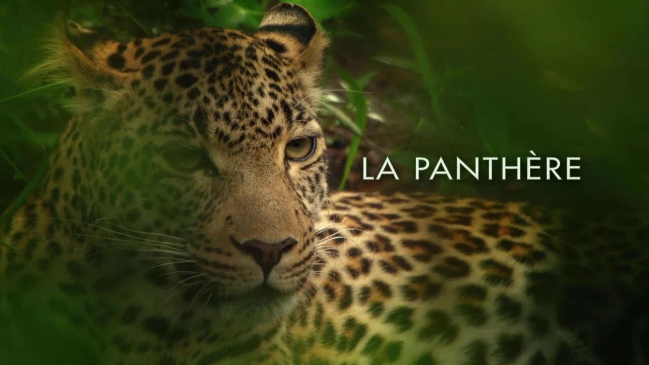 Die Leopardin - 剧照