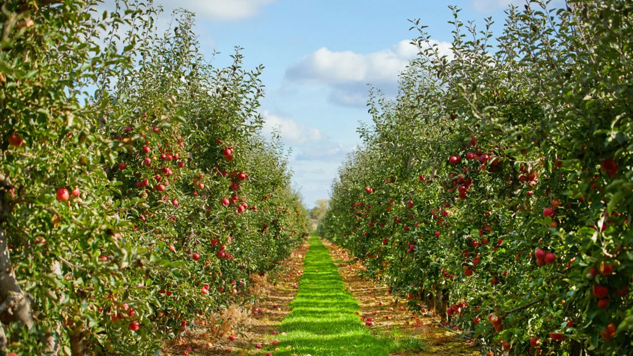 The Apple - 剧照