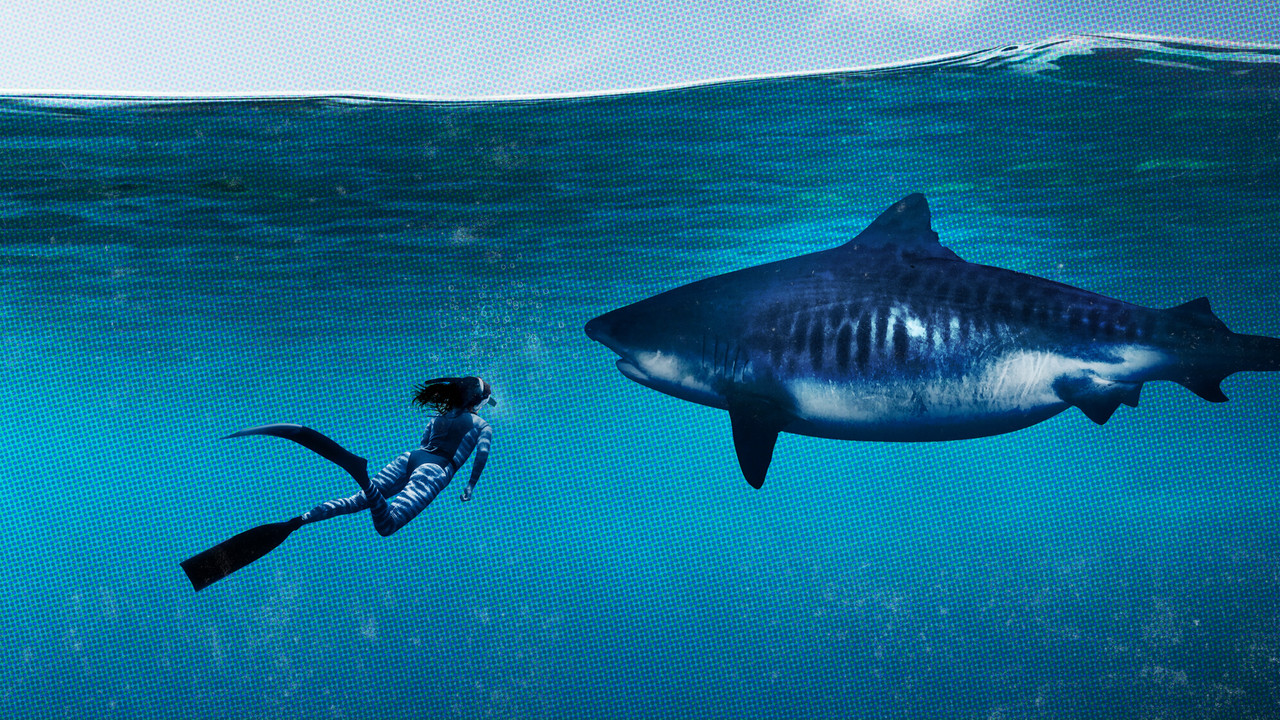 World's Biggest Tiger Shark - 剧照