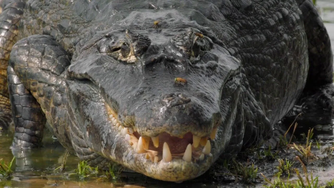 Le lac rebelle du Pantanal - 剧照