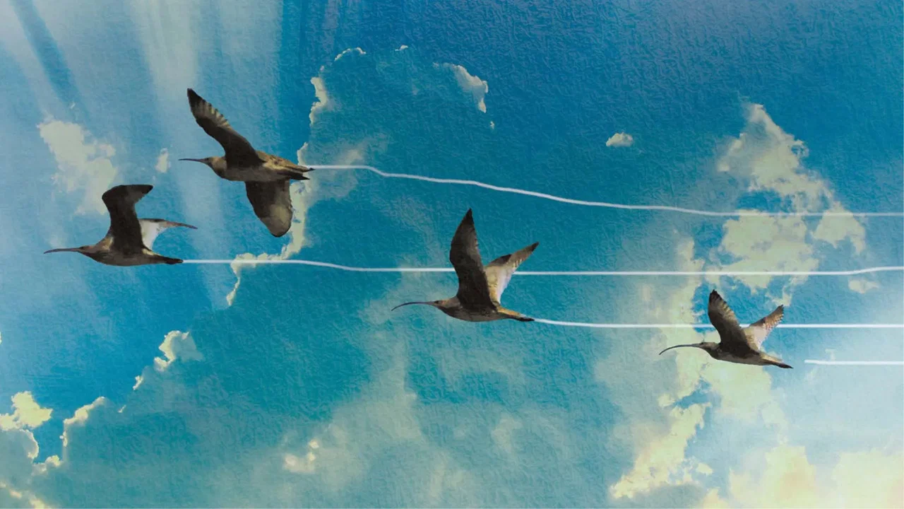 Flyways: The Untold Journey of Migratory Shorebirds - 剧照