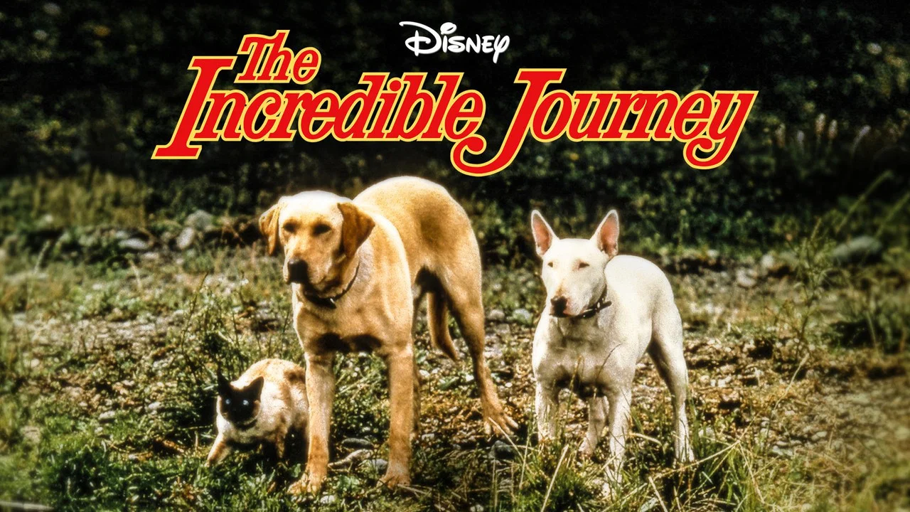 一猫二狗三分亲 - 剧照