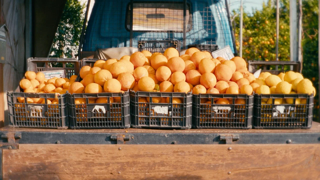 O Tempo De Comer Uma Laranja - 剧照