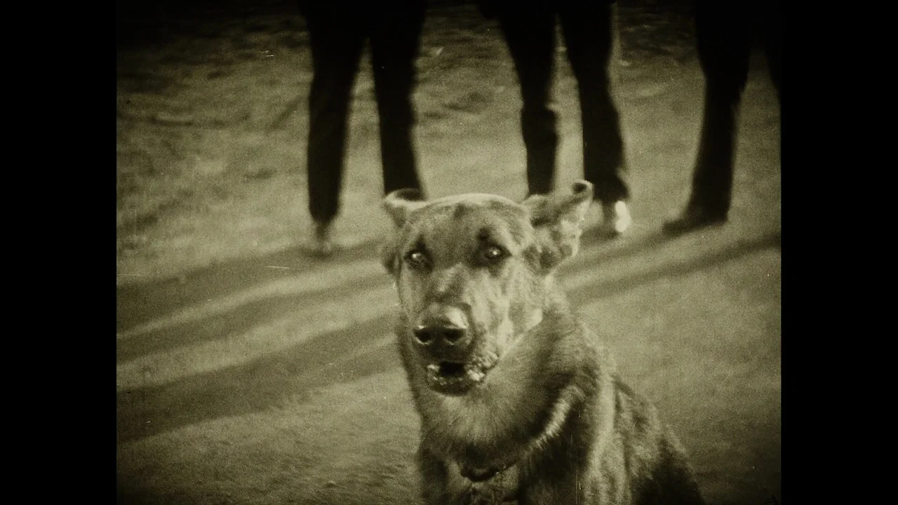 Wonder Dogs! Canine Stars of the Silent Era (1898-1928) - 剧照