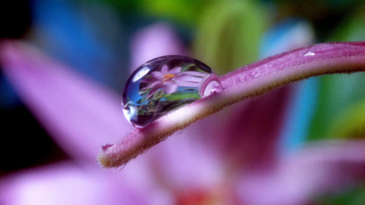 Moving Art: Flowers - 剧照