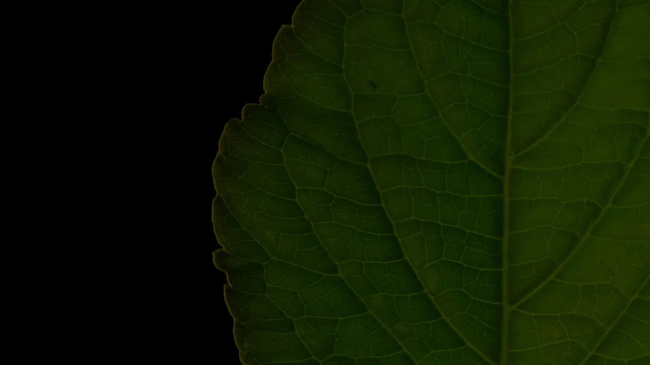 Salvia Divinorum: A Western Approach - 剧照