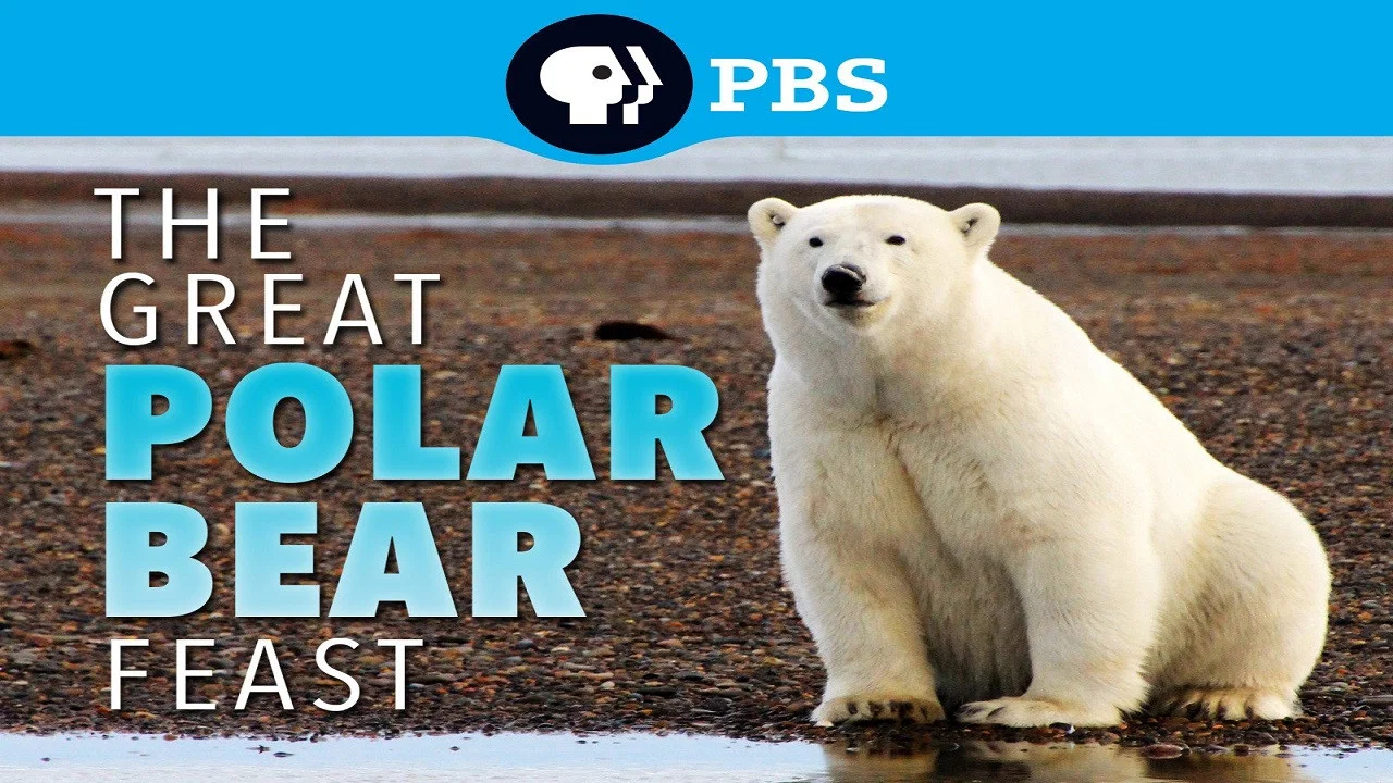 The Great Polar Bear Feast - 剧照