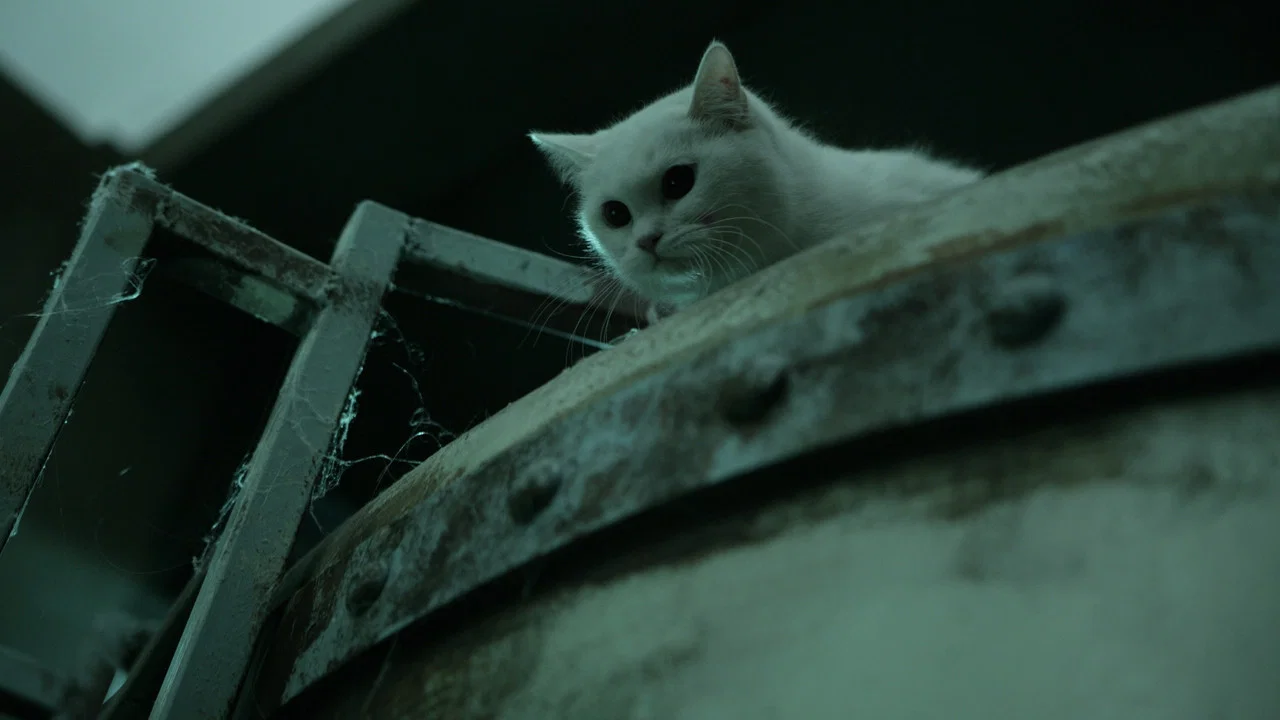 猫：看见死亡的双眼 - 剧照