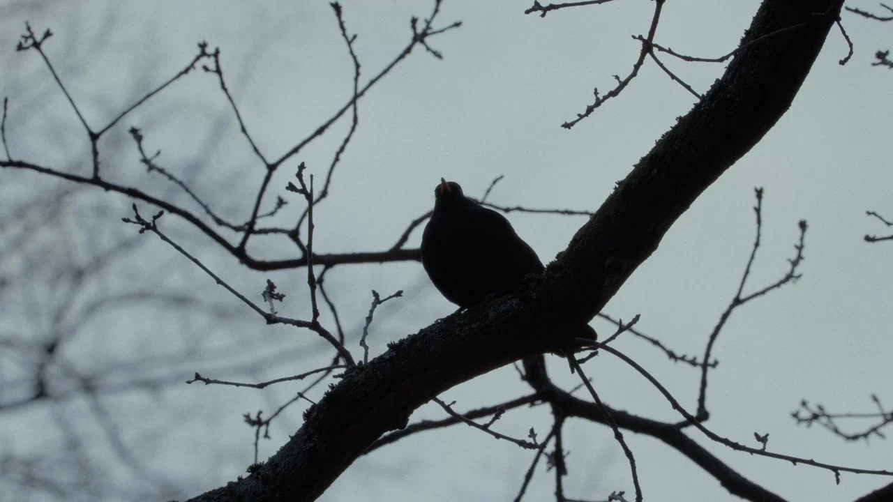 Die Amsel auf dem Ast - 剧照