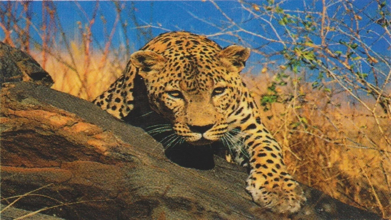 Natural Killers Predators Close Up: Kalahari Supercat - 剧照
