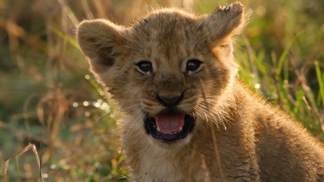 Lions: Africa's Super Power - 剧照