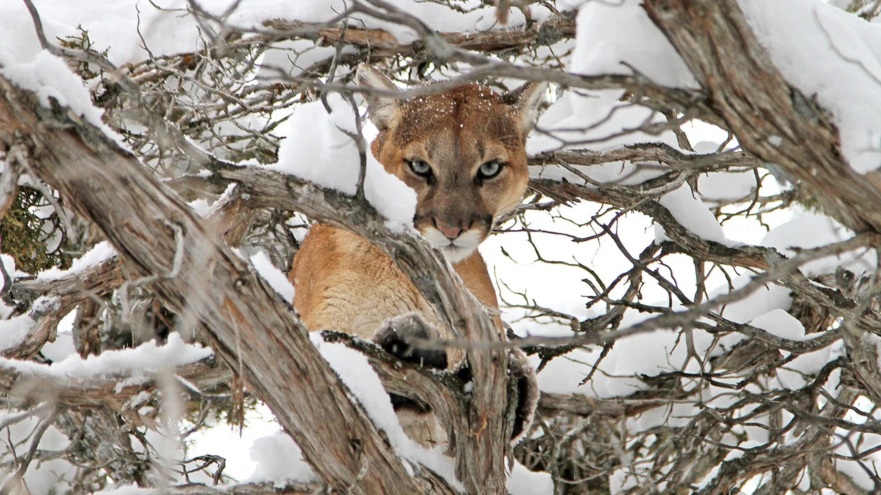Cougar v. Wolf - 剧照