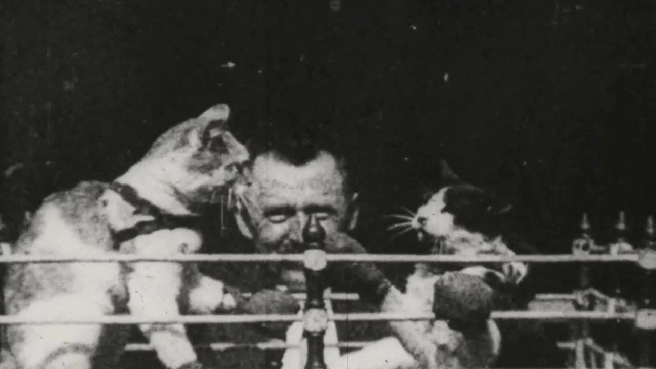 Prof. Welton's Boxing Cats - 剧照