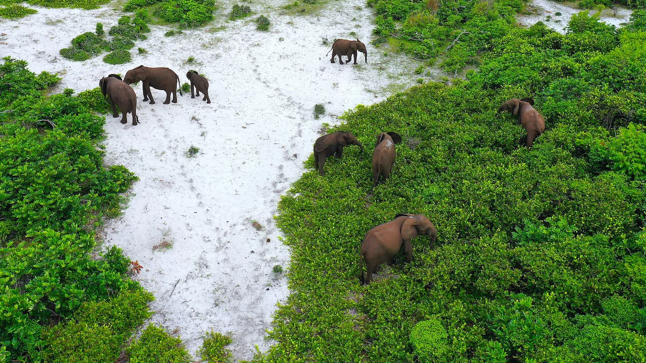 Rainforest First: Climate Protection in Central Africa - 剧照