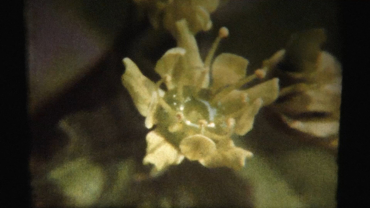 Adagio - 剧照