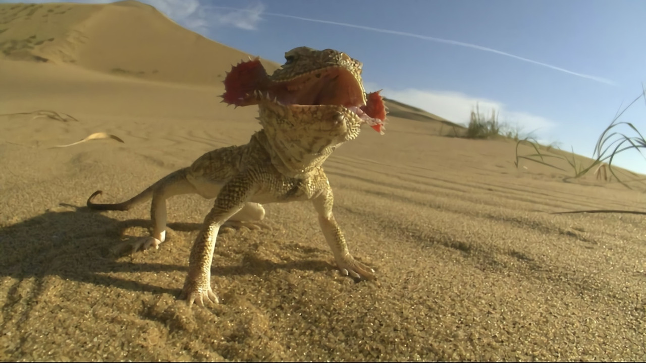 La loi des reptiles - 剧照