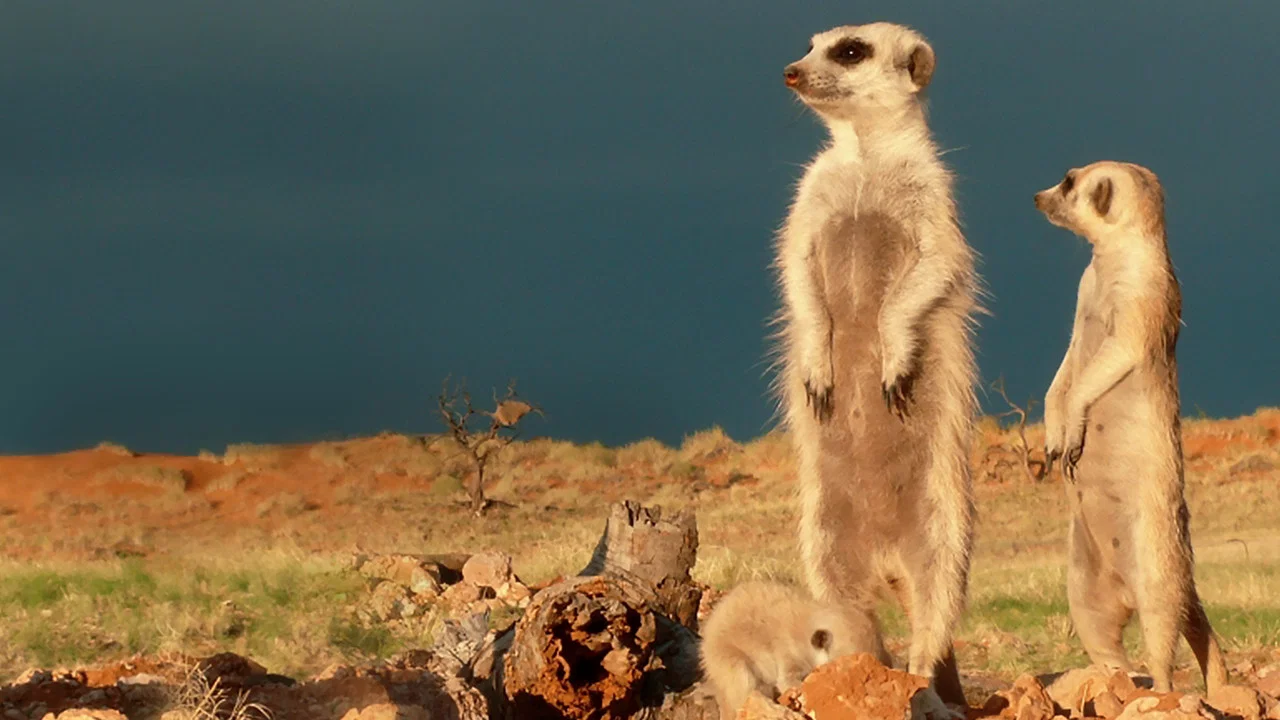 Clan of the Meerkat - 剧照