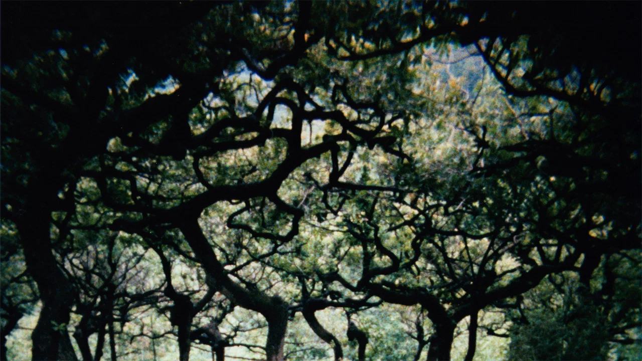 The Hedge Theater - 剧照