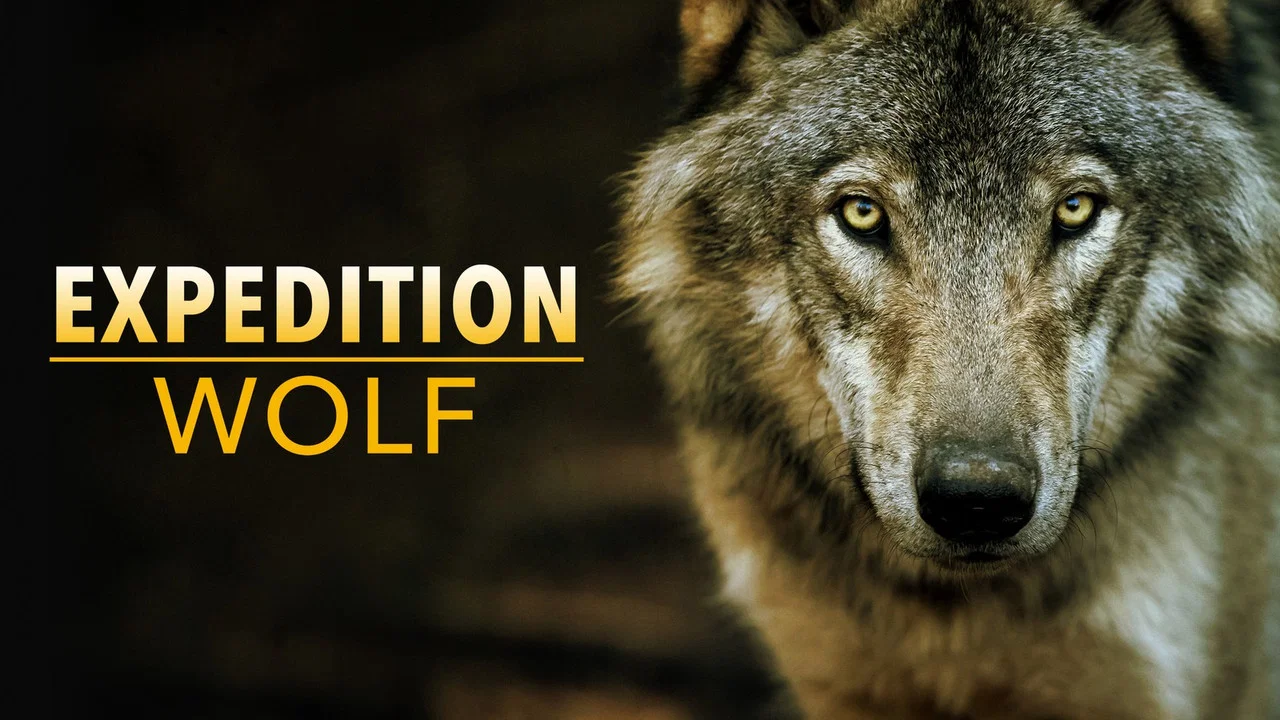 BBC Earth - Expedition Wolf - 剧照
