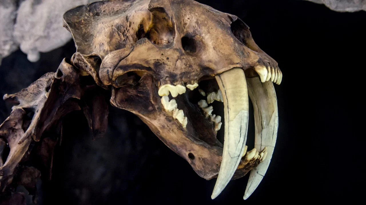 Le myst&eacute;rieux tigre &agrave; dents de sabre - 剧照