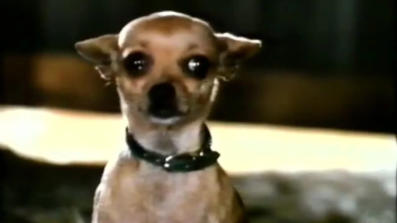 Pablo and the Dancing Chihuahua - 剧照